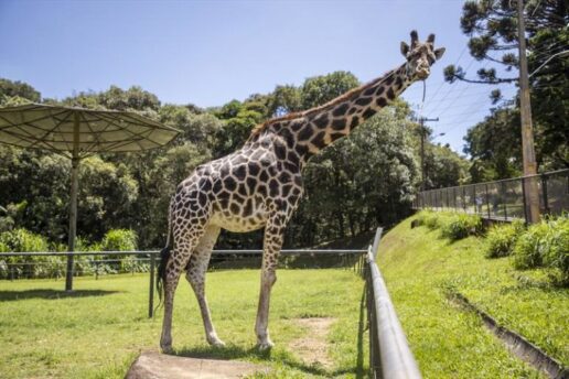 Zoo se despede de Pandinha, a girafa mais velha do Brasil