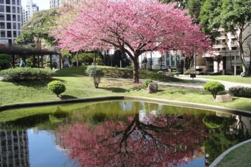 Cerejeiras colorem a cidade de Curitiba; saiba onde encontrá-las