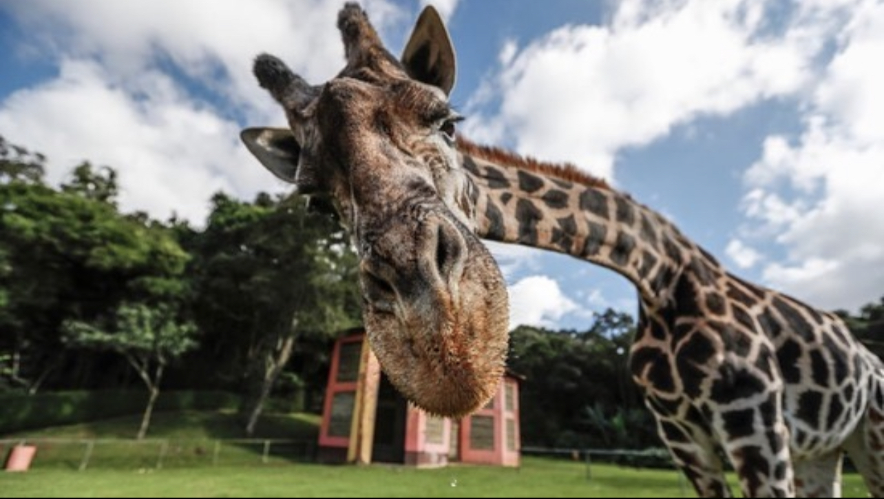 Zoológico de Curitiba tem mais horários para visitação
