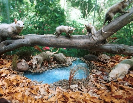 Crianças podem ser biólogas por um dia no Museu de História Natural