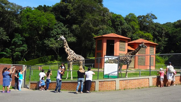 Zoológico de Curitiba realiza passeio virtual nesta sexta-feira