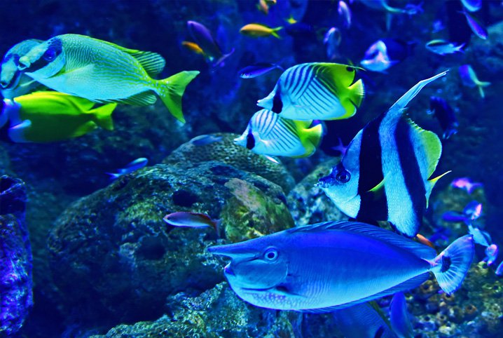 Maior Aquário da América do Sul transmite ao vivo imagens de seu Tanque Oceânico