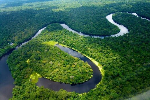 Iniciativa premiará projetos que contribuem com a preservação de florestas tropicais