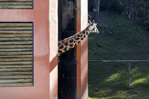 Zoológico de Curitiba promove visitas de carro com agendamento