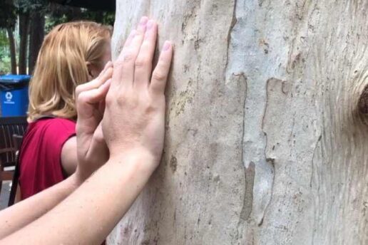 Com aplicativo, árvores de parques ganham voz e contam histórias