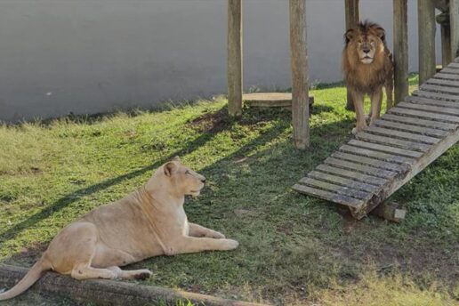 Zoo de Curitiba acolhe animais vindos do Zoo do Beto Carrero