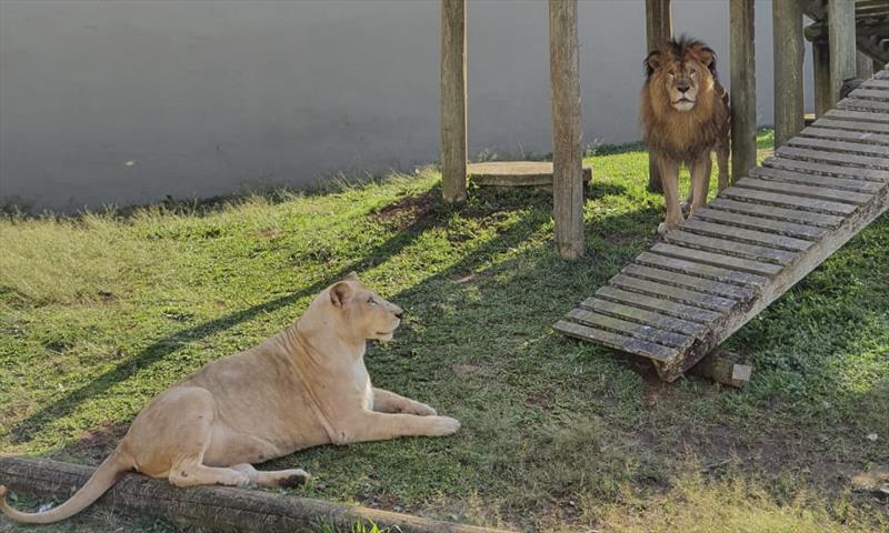 Zoo de Curitiba acolhe animais vindos do Zoo do Beto Carrero