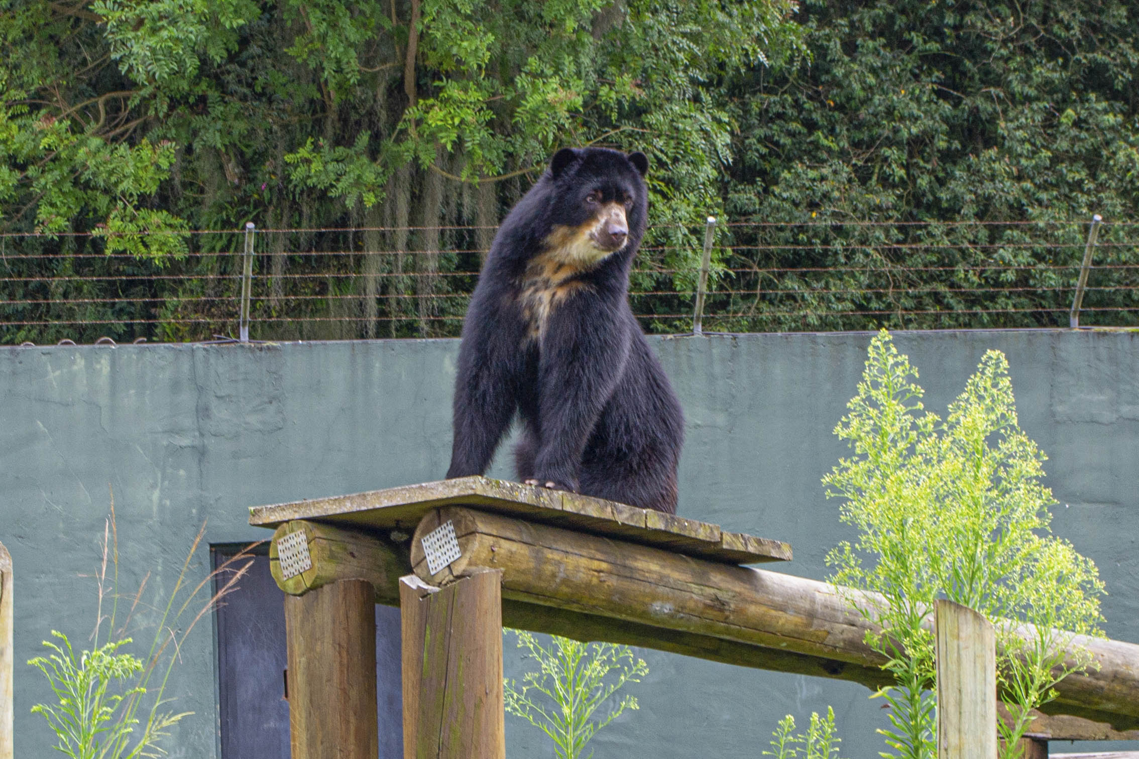 Urso-de-óculos e tamanduá-mirim são os novos moradores do Zoo