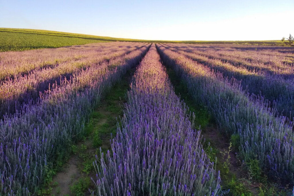 Rota da Lavanda incrementa o turismo rural no Paraná
