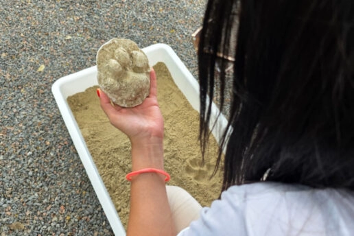 Museu de História Natural Capão da Imbuia