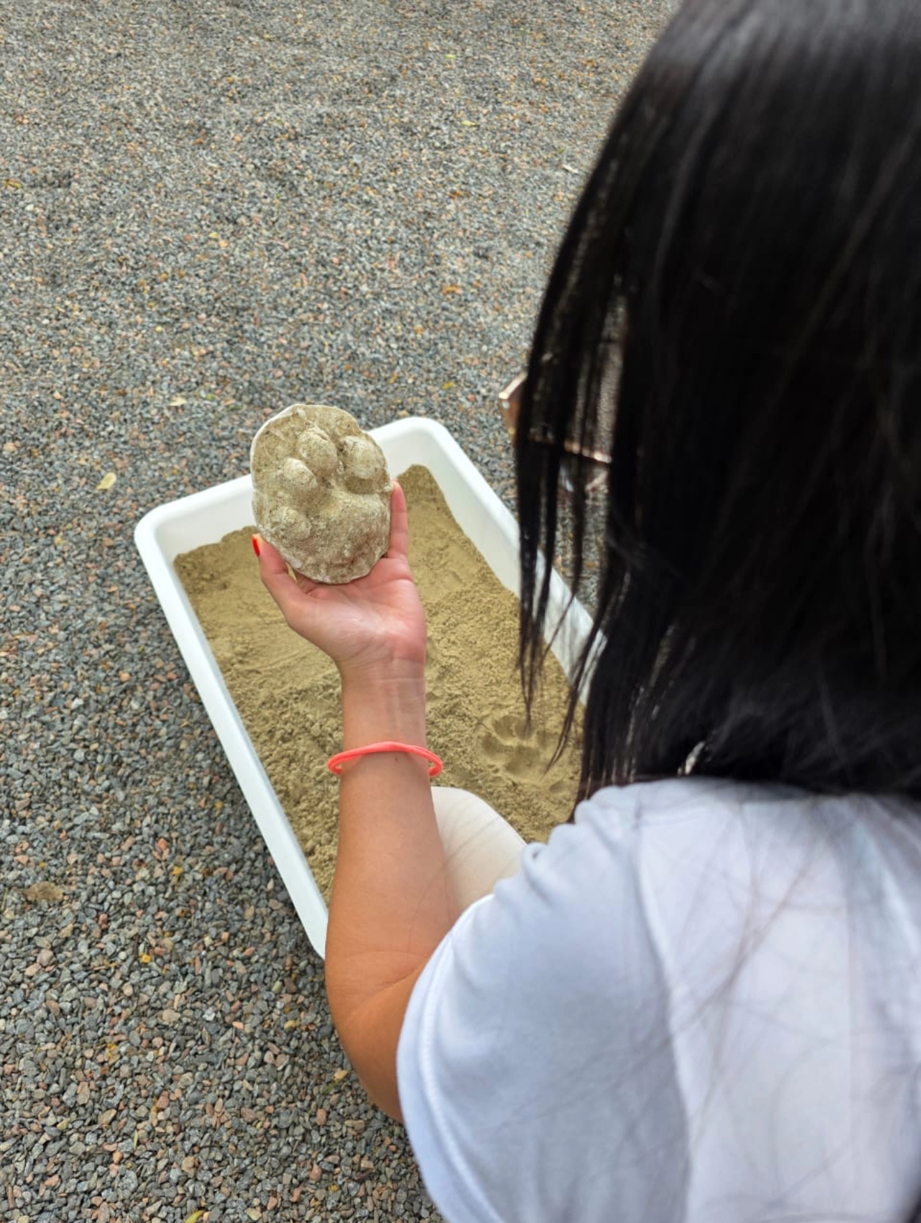 Museu de História Natural Capão da Imbuia
