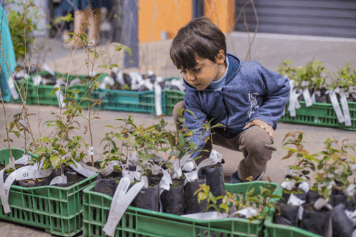 Distribuição gratuita de mudas de árvores em Curitiba