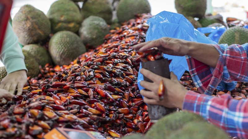 Piraquara realiza a 1ª Festa do Pinhão com gastronomia, cultura e natureza