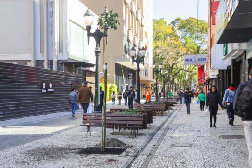 Curitiba ganha corredor de ipês-brancos entre praças Osório e Rui Barbosa