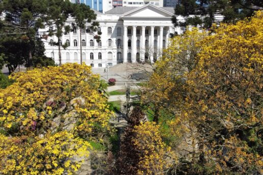 Florada dos ipês amarelos: ruas, praças e parques em Curitiba
